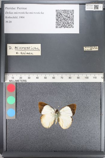 Media type: image;   Entomology 131592
